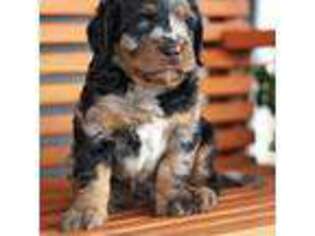 Bernese Mountain Dog Puppy for sale in Cokato, MN, USA