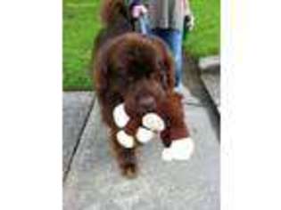 Newfoundland Puppy for sale in New Orleans, LA, USA