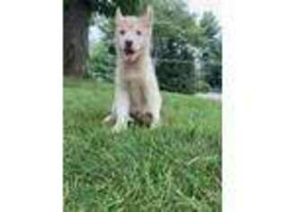 Siberian Husky Puppy for sale in Roebling, NJ, USA