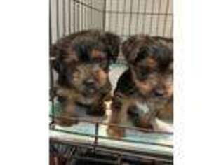 Yorkshire Terrier Puppy for sale in Merrillville, IN, USA