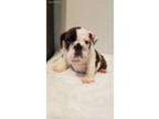 Bulldog Puppy for sale in Lewisville, TX, USA