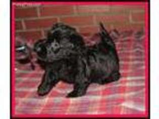 Scottish Terrier Puppy for sale in Keokee, VA, USA