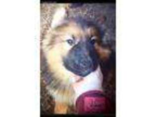 German Shepherd Dog Puppy for sale in O Brien, OR, USA