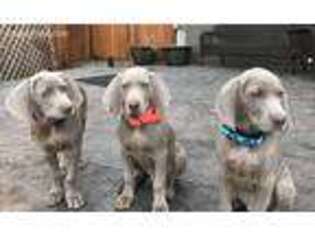 Weimaraner Puppy for sale in Westminster, CO, USA