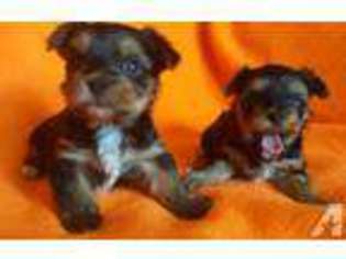 Yorkshire Terrier Puppy for sale in MOSIER, OR, USA