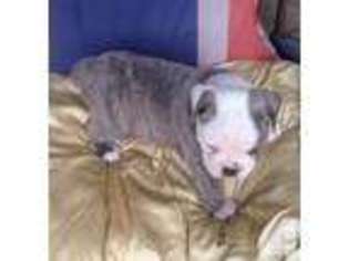 Olde English Bulldogge Puppy for sale in NEWBURG, MO, USA