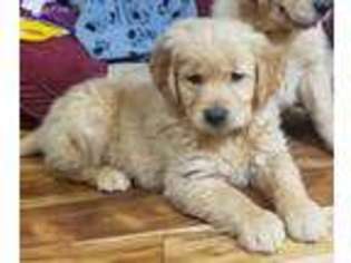 Golden Retriever Puppy for sale in Granger, WA, USA