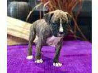 Boxer Puppy for sale in Silver Spring, MD, USA