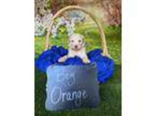 Goldendoodle Puppy for sale in Williamston, SC, USA