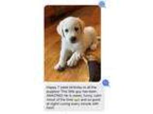 Labrador Retriever Puppy for sale in Eubank, KY, USA