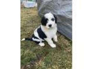 Portuguese Water Dog Puppy for sale in Double Oak, TX, USA