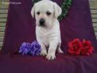 Labrador Retriever Puppy for sale in Montgomery, IN, USA