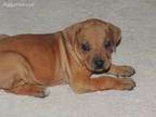 Rhodesian Ridgeback Puppy for sale in Defuniak Springs, FL, USA