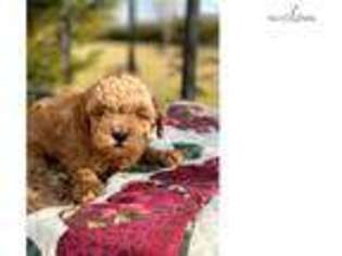 Goldendoodle Puppy for sale in Harrisburg, PA, USA