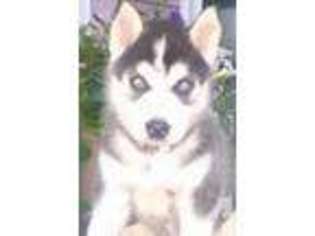 Siberian Husky Puppy for sale in NEW HAVEN, CT, USA