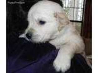 Golden Retriever Puppy for sale in New Caney, TX, USA