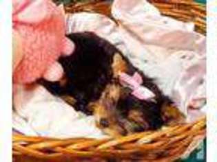 Yorkshire Terrier Puppy for sale in MOUNTLAKE TERRACE, WA, USA