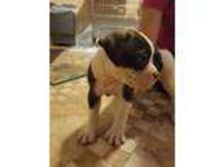 American Bulldog Puppy for sale in Yonkers, NY, USA