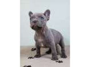 French Bulldog Puppy for sale in Miller, MO, USA