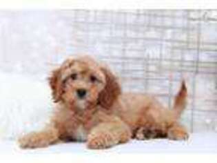 Goldendoodle Puppy for sale in Atlanta, GA, USA