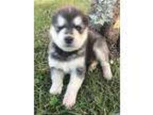 Alaskan Malamute Puppy for sale in Mayslick, KY, USA