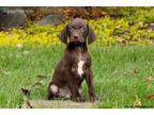 German Shorthaired Pointer Puppy for sale in New Holland, PA, USA