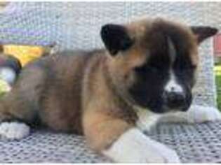 Akita Puppy for sale in Mohnton, PA, USA