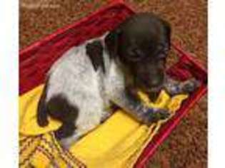German Shorthaired Pointer Puppy for sale in Lavonia, GA, USA