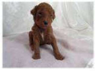 Mutt Puppy for sale in MEIGS, GA, USA