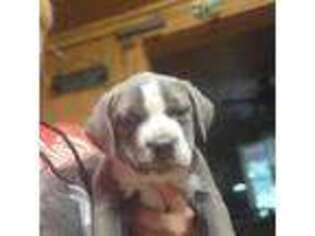 Mutt Puppy for sale in Sandy Ridge, NC, USA