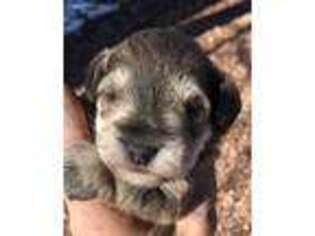 Mutt Puppy for sale in Moriarty, NM, USA