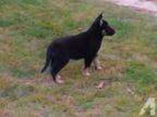 German Shepherd Dog Puppy for sale in DANBURY, NH, USA