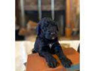 Goldendoodle Puppy for sale in Jasper, GA, USA