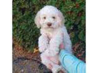 Lagotto Romagnolo Puppy for sale in Minster, OH, USA