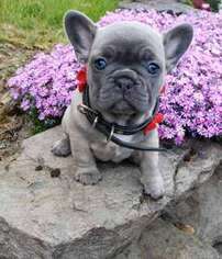 French Bulldog Puppy for sale in Mentor, OH, USA