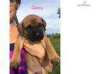 Mastiff Puppy for sale in Omaha, NE, USA