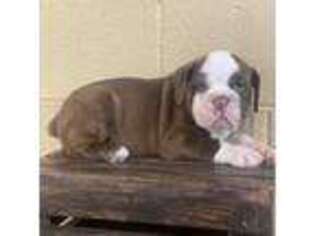 Bulldog Puppy for sale in Walnut, MS, USA