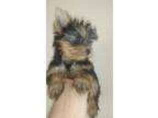 Yorkshire Terrier Puppy for sale in Jamaica Plain, MA, USA
