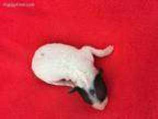 American Hairless Terrier Puppy for sale in Houston, TX, USA