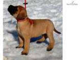 Mastiff Puppy for sale in Minneapolis, MN, USA