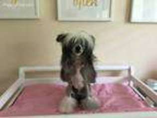 Chinese Crested Puppy for sale in Jupiter, FL, USA