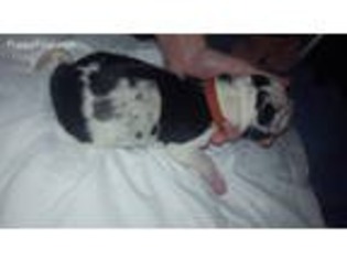Great Dane Puppy for sale in Marysville, WA, USA