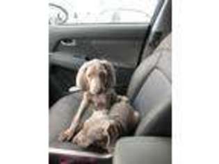 Weimaraner Puppy for sale in Hanover, PA, USA