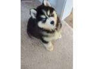 Siberian Husky Puppy for sale in Stafford, VA, USA