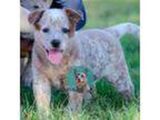 Australian Cattle Dog Puppy for sale in Fairview, OK, USA