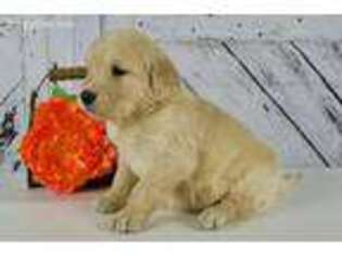 Golden Retriever Puppy for sale in Arthur, IL, USA