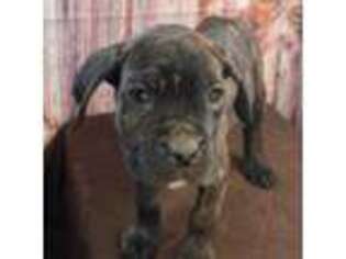 Cane Corso Puppy for sale in Lithonia, GA, USA