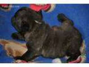 French Bulldog Puppy for sale in Beaver Creek, MN, USA