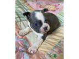 Boston Terrier Puppy for sale in Glade Valley, NC, USA