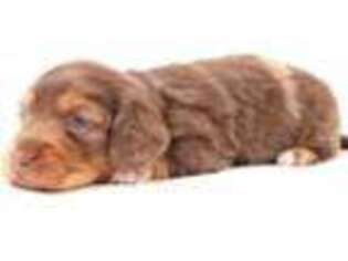 Dachshund Puppy for sale in Mcdonough, GA, USA